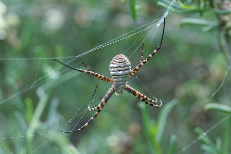 Argiope_trifasciata_D3262_Z_78_Valle Gran Rey_Spanje.jpg